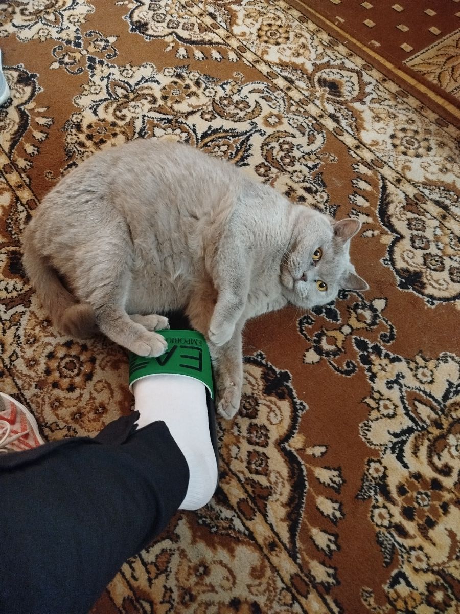Пропал питомец: Кошка