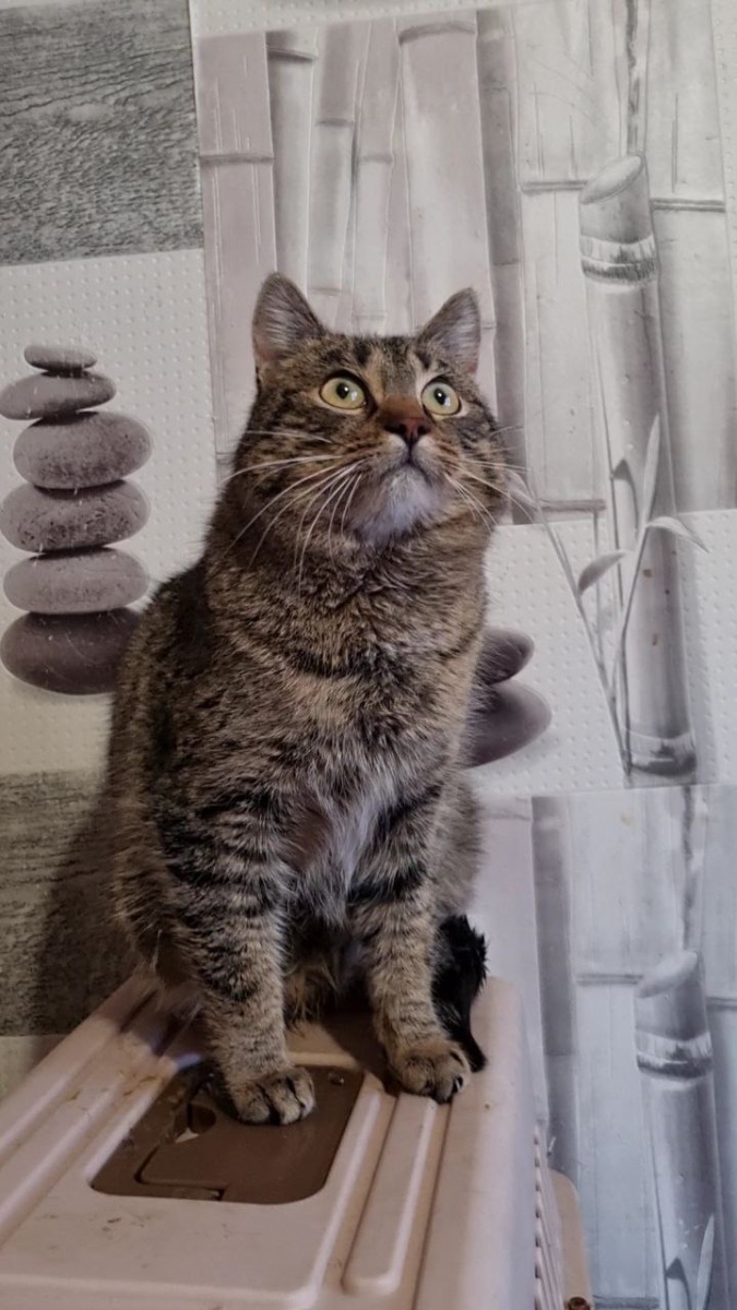 Ищет дом: Тарзан, Кошка